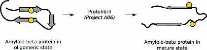 Schematische Darstellung der unterschiedlichen Strukturen eines Proteins als 
Bestandteil eines Oligomers und einer reifen Fibrille. Die untersuchten 
Seitenketten sind durch gelbe Kugeln gezeigt. Diese haben im Oligomer einen 
geringeren Abstand zueinander, als in der reifen Fibrille. Wesentliche 
Strukturelemente (beta-Strnge) sind durch graue Pfeile gekennzeichnet (nach 
[Scheidt2012]).