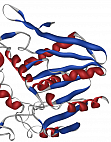 Abbildung 1: Strukturmodell eines Proteins (Bromoperoxidase A2) mit seiner 
Sekundrstruktur: α-Helices (rot) und β-Faltblatt (blau). Die β-Falbltter 
bestehen aus mehreren β-Strnge, die durch β-Windungen verbunden sind. 
(Struktur 
von 1BRO aus der PDB)