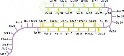 Figure 1: Schematic depiction of the backbone structure (“β-hair pin”) of an 
amyloid-β(1– 40) peptide in a mature fibril. The corresponding β-strands reach 
from the amino acids Glu-11 to Glu-22 (yellow arrow) and from Ala-30 to Val-
40 (green arrow); adapted from Scheidt, H. A., Morgado, I. & Huster, D. Dynamics 
of Amyloid β Fibrils Revealed by Solid-state NMR. J Biol Chem 287, 2017–2021 
(2012).