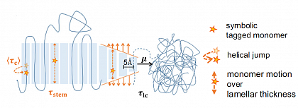 Competition between crystal growth and intracrystalline chain diffusion determines the lamellar thickness in semicrystalline polymers. (M. Schulz, M. Schfer, K. Saalwchter, and T. Thurn-Albrecht, Nat. Commun. 13, 119 (2022))