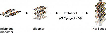 Schematische Darstellung der Entstehung einer reifen Fibrille. Die einzelnen Proteine sind durch die wichtigsten Strukturelemente, den beta-Strngen (graue Pfeile) und den Seitenketten (gelbe und orange Kugeln), gekennzeichnet. Eine strukturelle Umordnung ist durch die Drehung der beta-Strnge erkennbar (nach [Sandberg2010]).