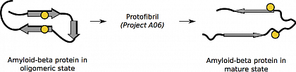 Schematic depiction of the different structures of a misfolded protein as part of 
an oligomer and a mature fibril. The side chains under investigation are shown 
as yellow spheres. These have a smaller distance from one another in the 
oligomer, as compared to the mature fibril. Key structural elements (beta 
strands) are indicated by grey arrows (adapted from [Scheidt2012]).