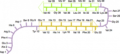 Figure 1: Schematic depiction of the backbone structure (“β-hair pin”) of an
amyloid-β(1– 40) peptide in a mature fibril. The corresponding β-strands reach
from the amino acids Glu-11 to Glu-22 (yellow arrow) and from Ala-30 to Val-
40 (green arrow); adapted from Scheidt, H. A., Morgado, I. & Huster, D. Dynamics
of Amyloid β Fibrils Revealed by Solid-state NMR. J Biol Chem 287, 2017–2021
(2012).