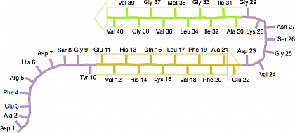 Abbildung 1: Schematische Darstellung der Struktur des Rckrats ("β-Haarnadel") eines Amyloid-β(1-40) Peptids in einer reifen Fibrille. Die entsprechenden β-Strnge reichen von Glu-11 bis Glu-22 (gelber Pfeil) und von Ala-30 bis Val-40 (grner Pfeil), nach Scheidt, H. A., Morgado, I. & Huster, D. Dynamics of Amyloid-β Fibrils Revealed by Solid-state NMR. J Biol Chem 287, 2017–2021 (2012).