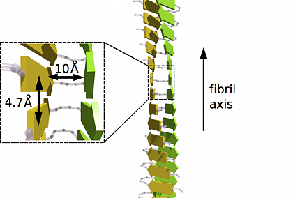 Figure 2: Scheme of the cross-β structure of a mature amyloid fibril with a
densely packed two-layer
β-sheet structure. Each β-sheet is indicated by yellow
or green color and shows a parallel alignment of the β-strands (yellow and green
arrows).