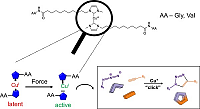 Synthesis and Mechanochemical Activity of Peptide-Based Cu(I) Bis(N-Heterocyclic Carbene) Complexes. (Reprinted from S. Funtan et al., Biomimetics (2020).)