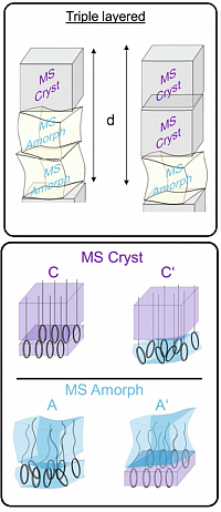 Tuning layered superstructures in precision polymers. (Reprinted from V. Danke et al., Sci. Rep. 10, 12119 (2020). Copyright 2020 Springer Nature.)